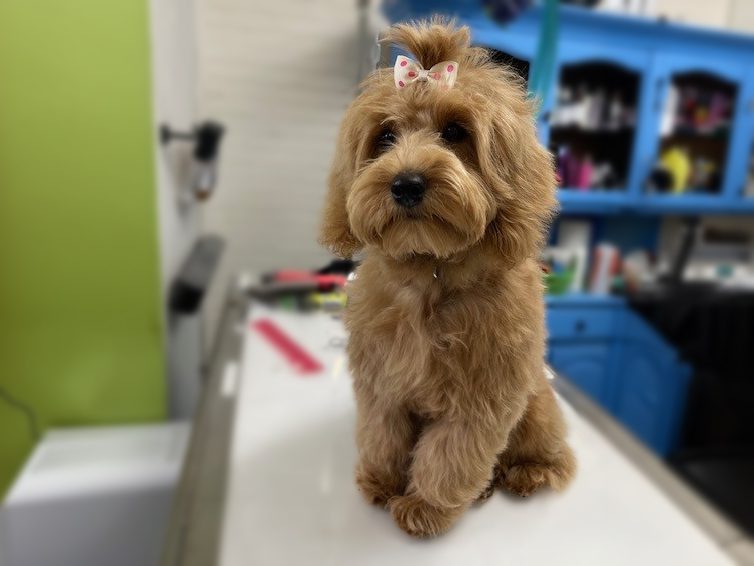 Dog1 A well-groomed, fluffy brown dog sitting on a grooming table with a small pink polka-dotted bow on its head. The background features a grooming station with tools and a blue cabinet filled with pet care products.