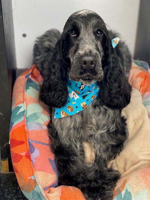 Dog2 Well-groomed black dog wearing a bandana