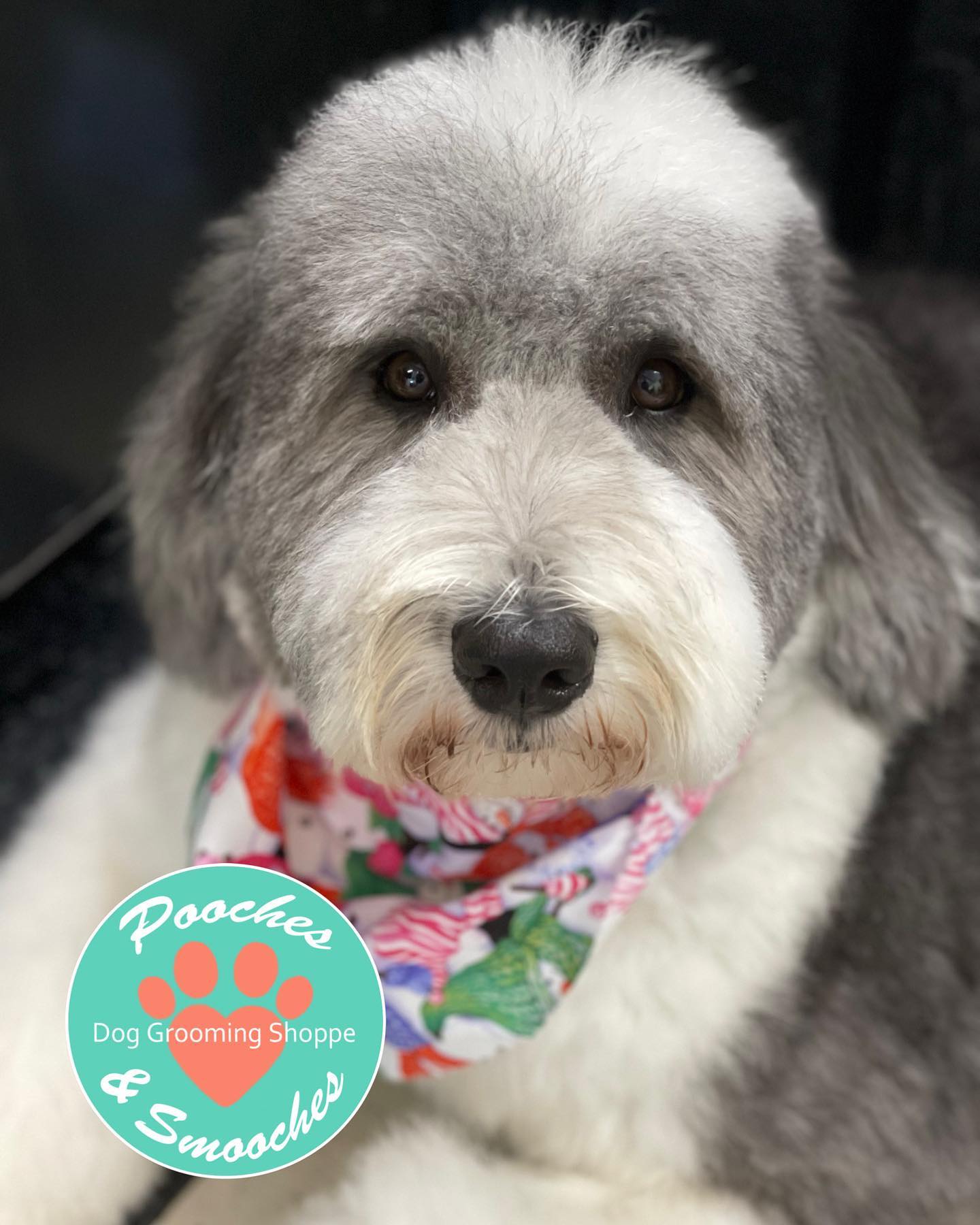 doodle2 A well-groomed, fluffy gray and white dog with a calm expression, wearing a colorful bandana featuring holiday-themed designs. The dog is sitting on a grooming table. A circular logo in the bottom left corner reads 'Pooches & Smooches Dog Grooming Shoppe.
